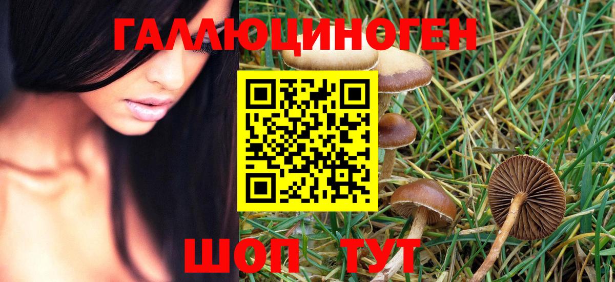 Псилоцибиновые грибы GOLDEN TEACHER  Вход с VPN  Гай 